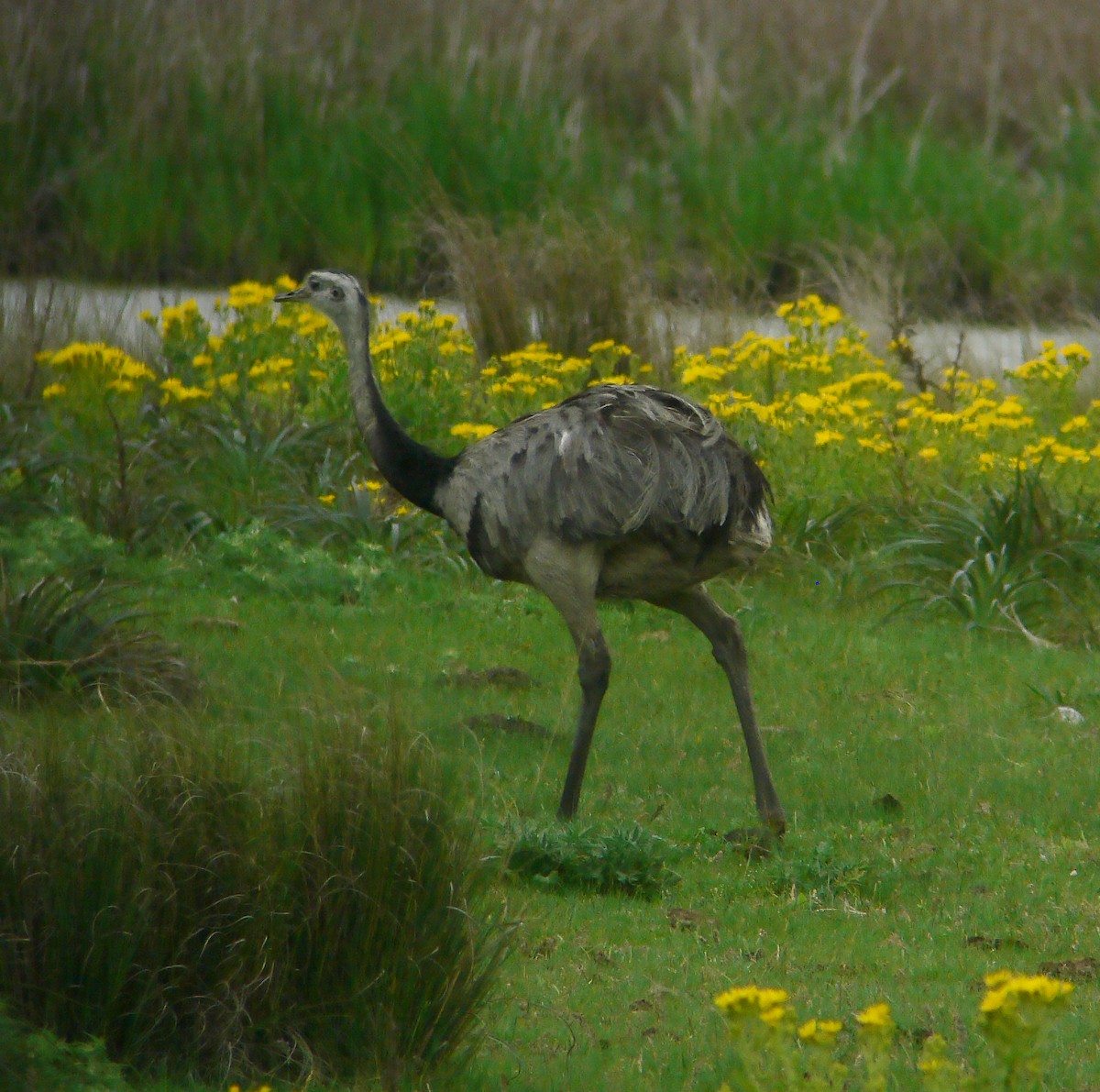 Greater Rhea - ML643885302