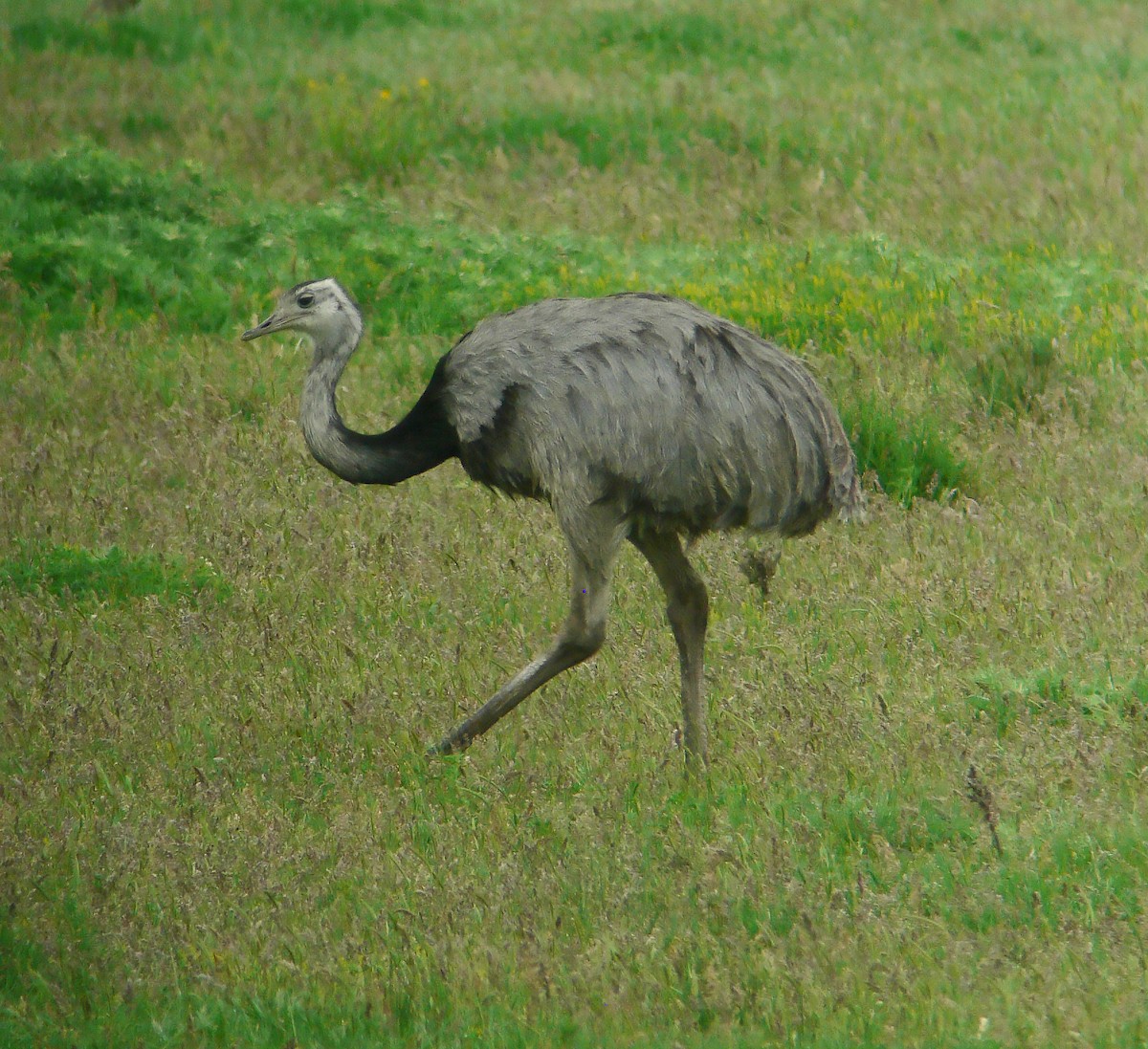 Greater Rhea - ML643885303