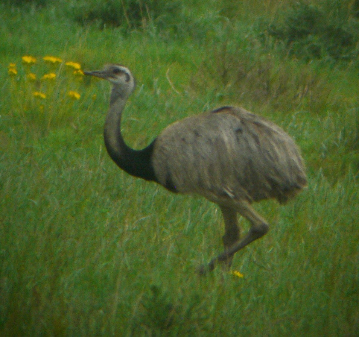 Greater Rhea - ML643885304