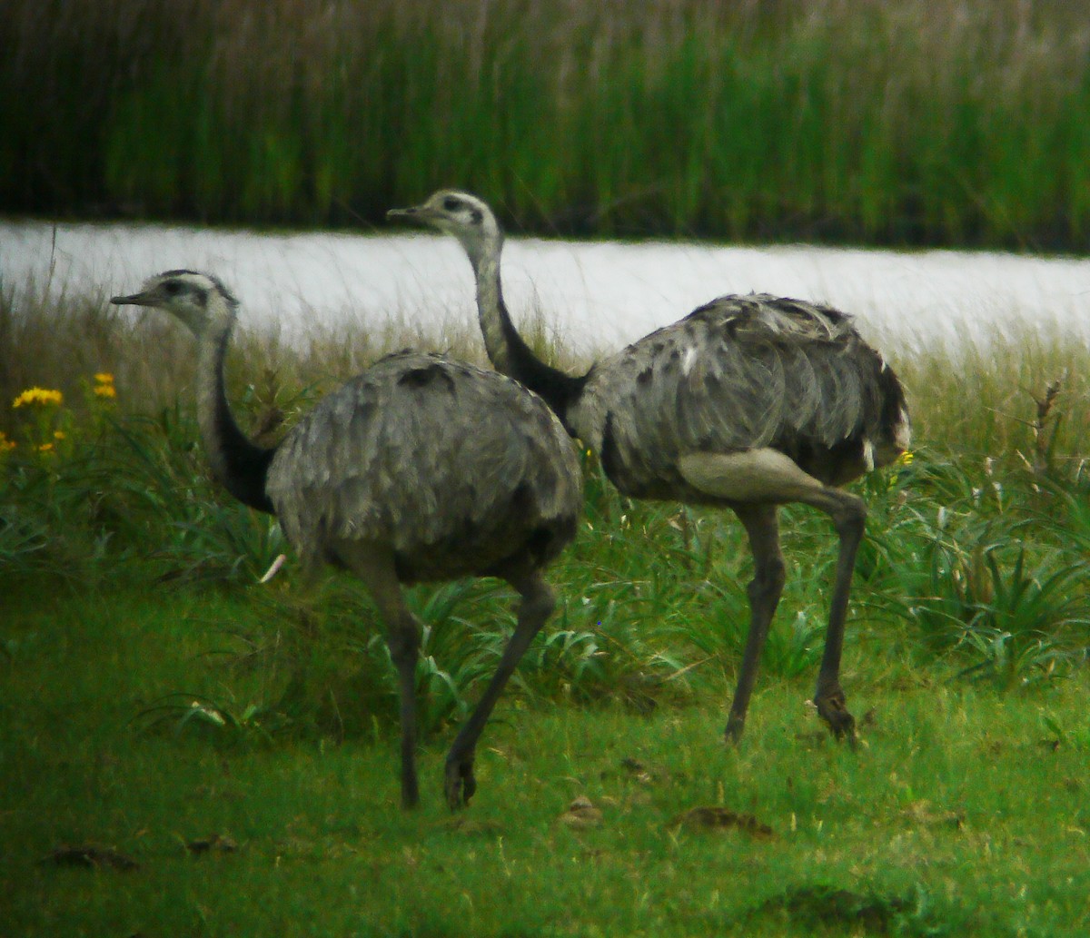 Greater Rhea - ML643885305