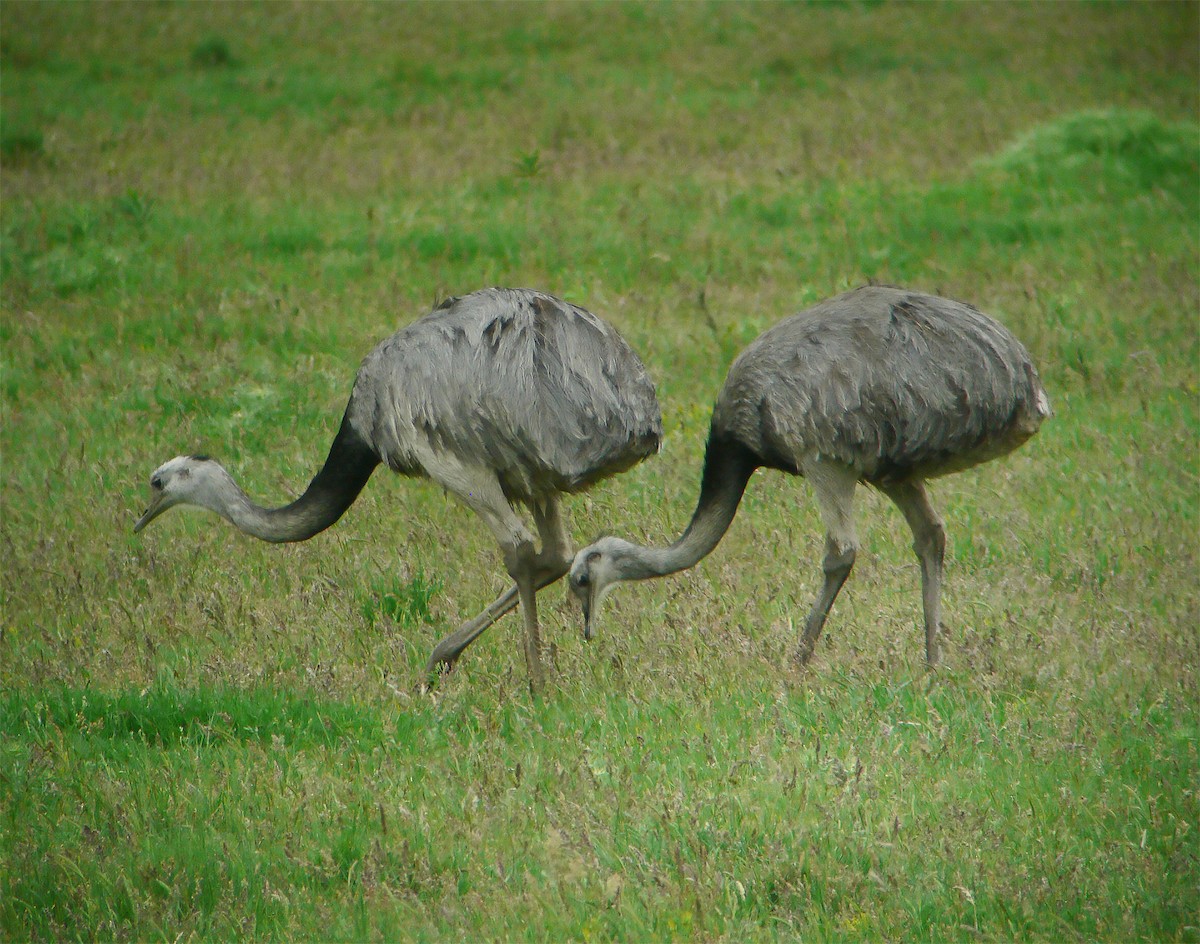 Greater Rhea - ML643885306
