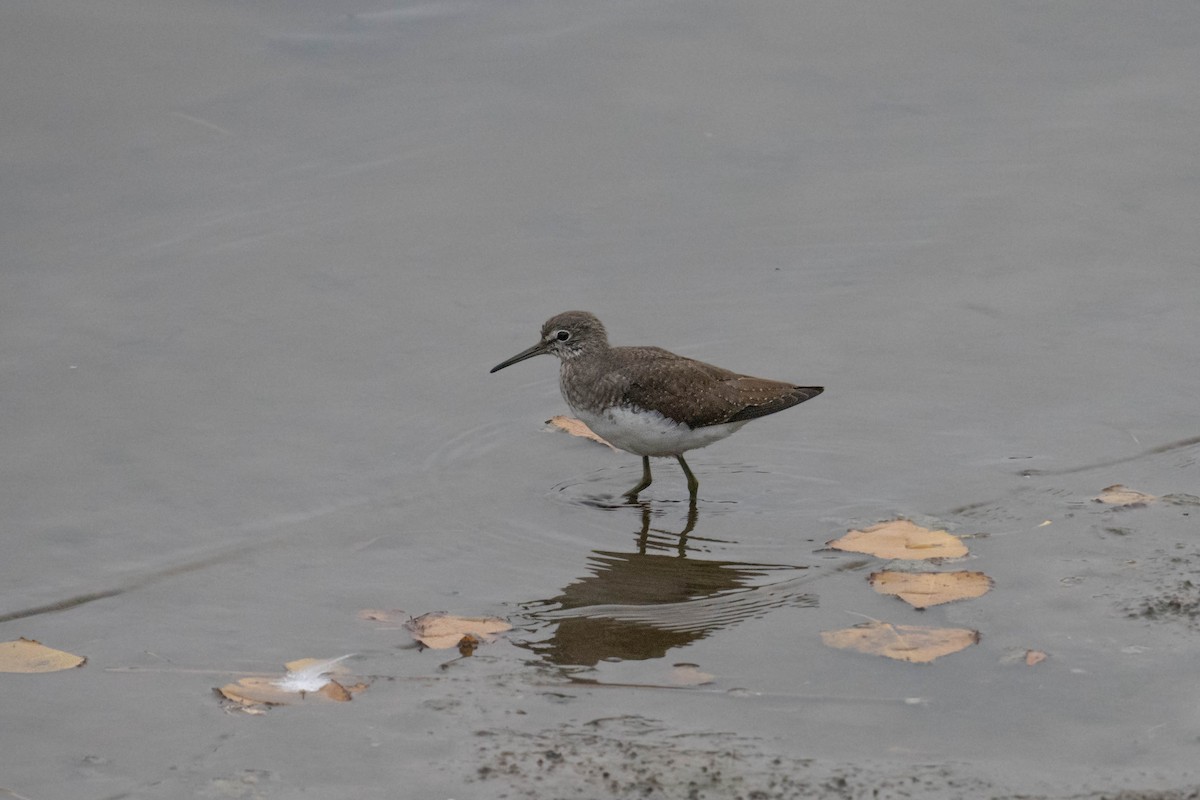Green Sandpiper - ML643885310