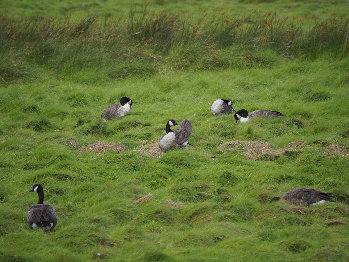 Canada Goose - ML643885318