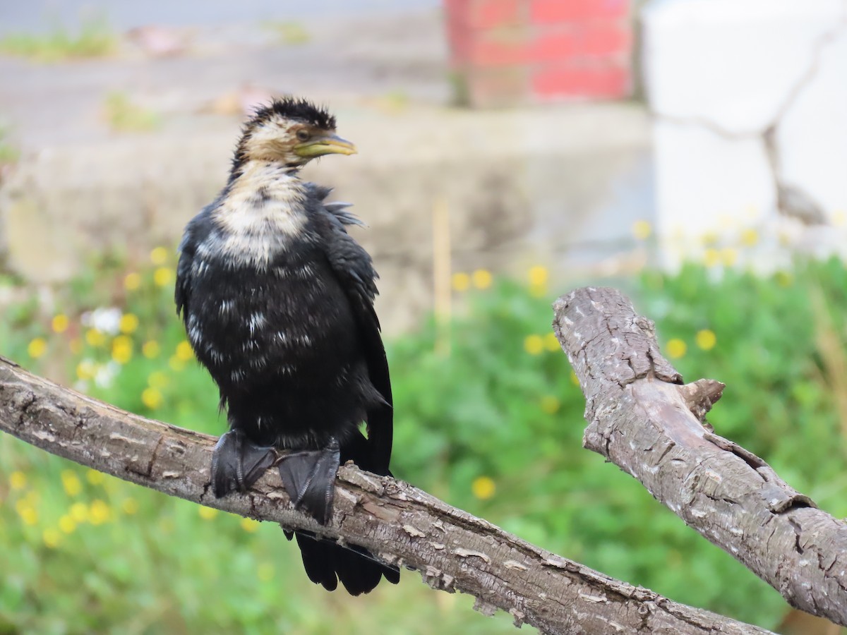 Little Pied Cormorant - ML643885319