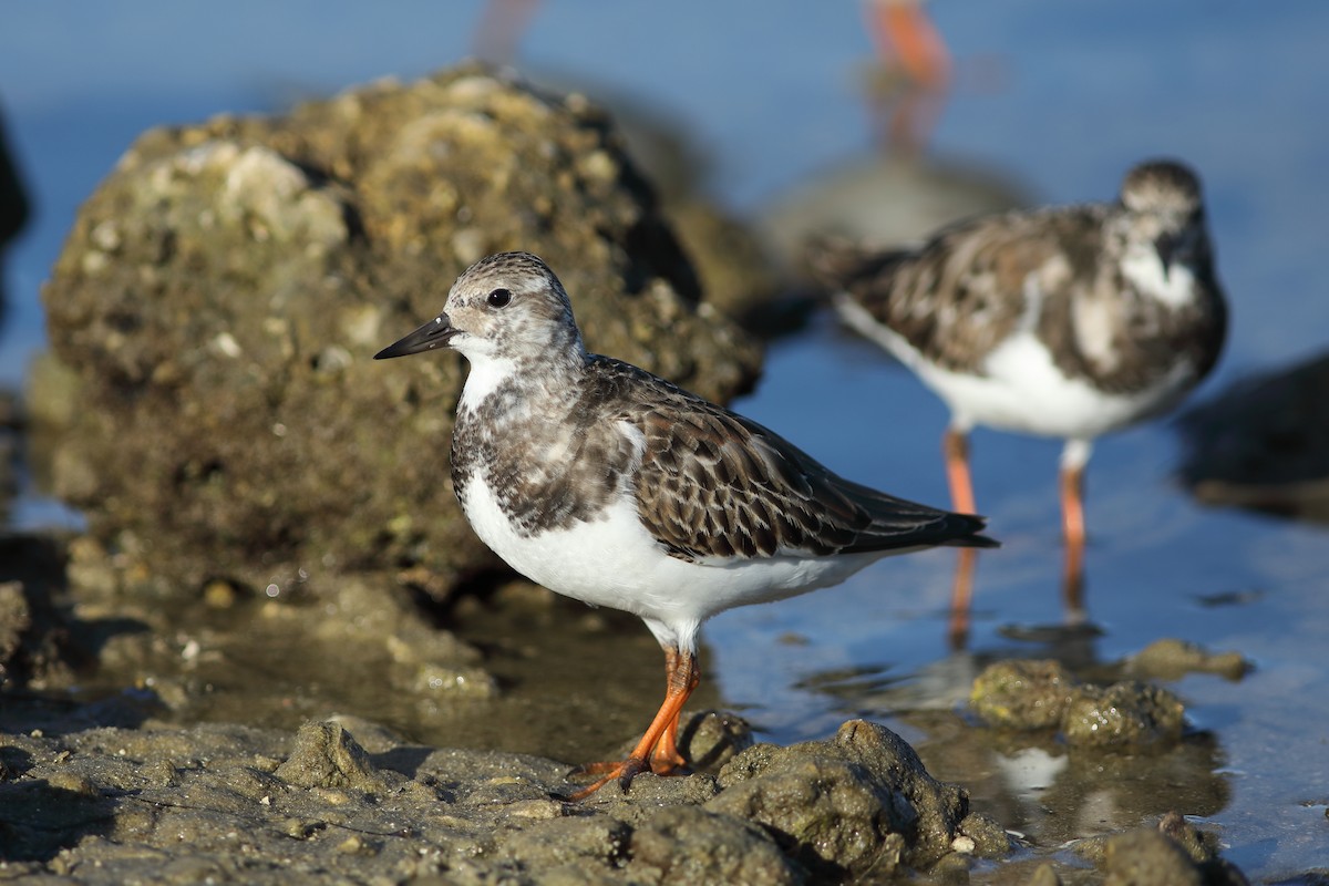 Ruddy Turnstone - ML643885346