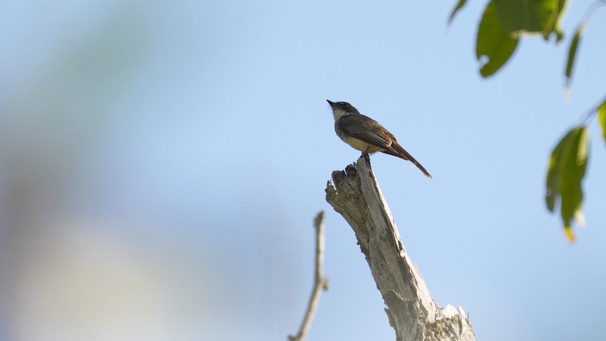 Northern Fantail - ML643885352