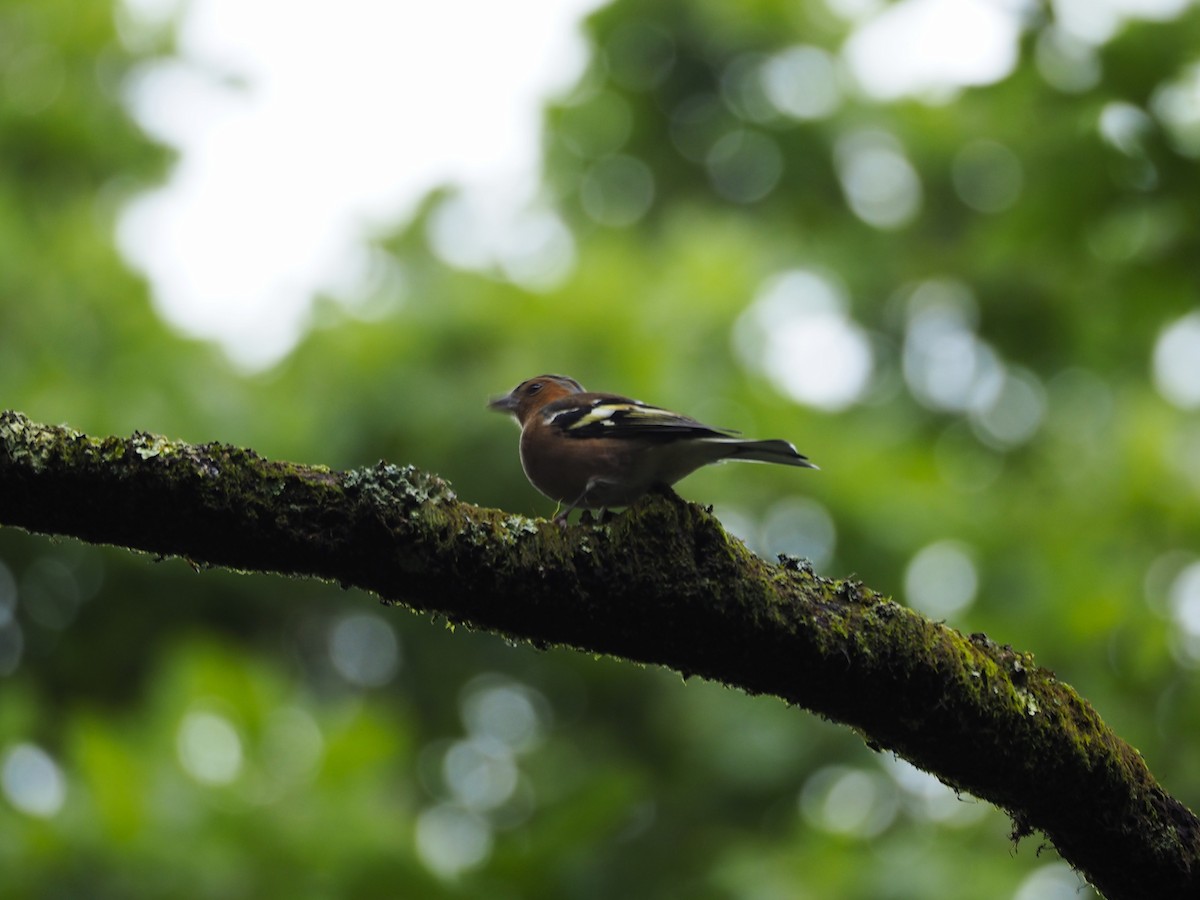 Common Chaffinch - ML643885357