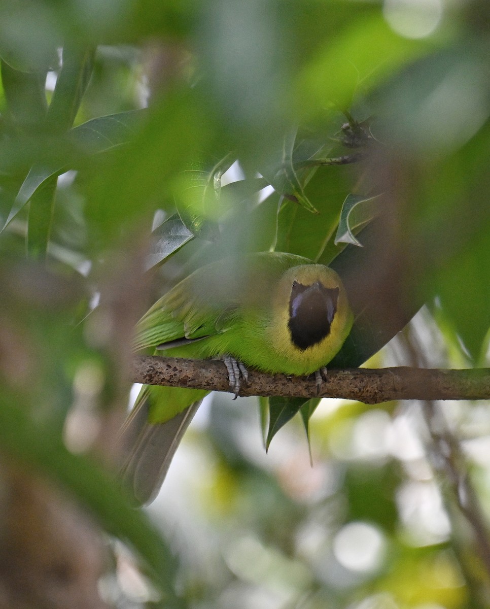 Jerdon's Leafbird - ML643885361