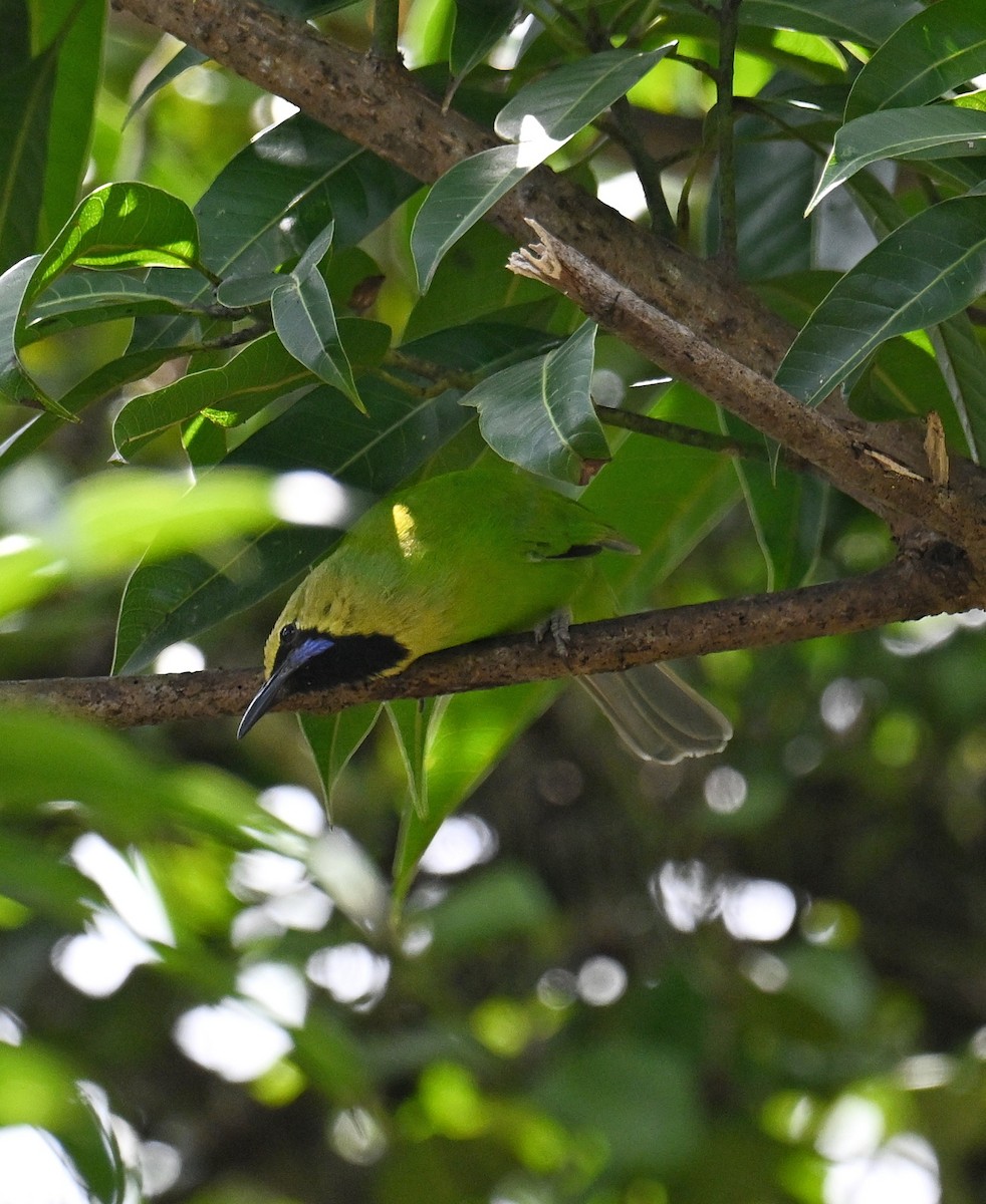 Jerdon's Leafbird - ML643885362