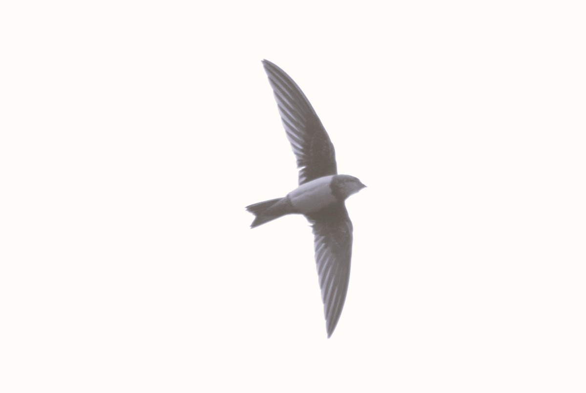 Alpensegler - ML643885370