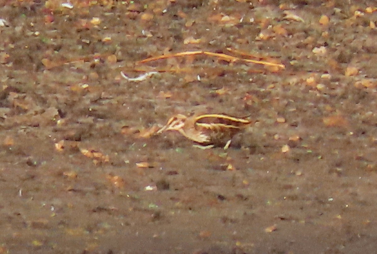 小鷸 - ML643885395