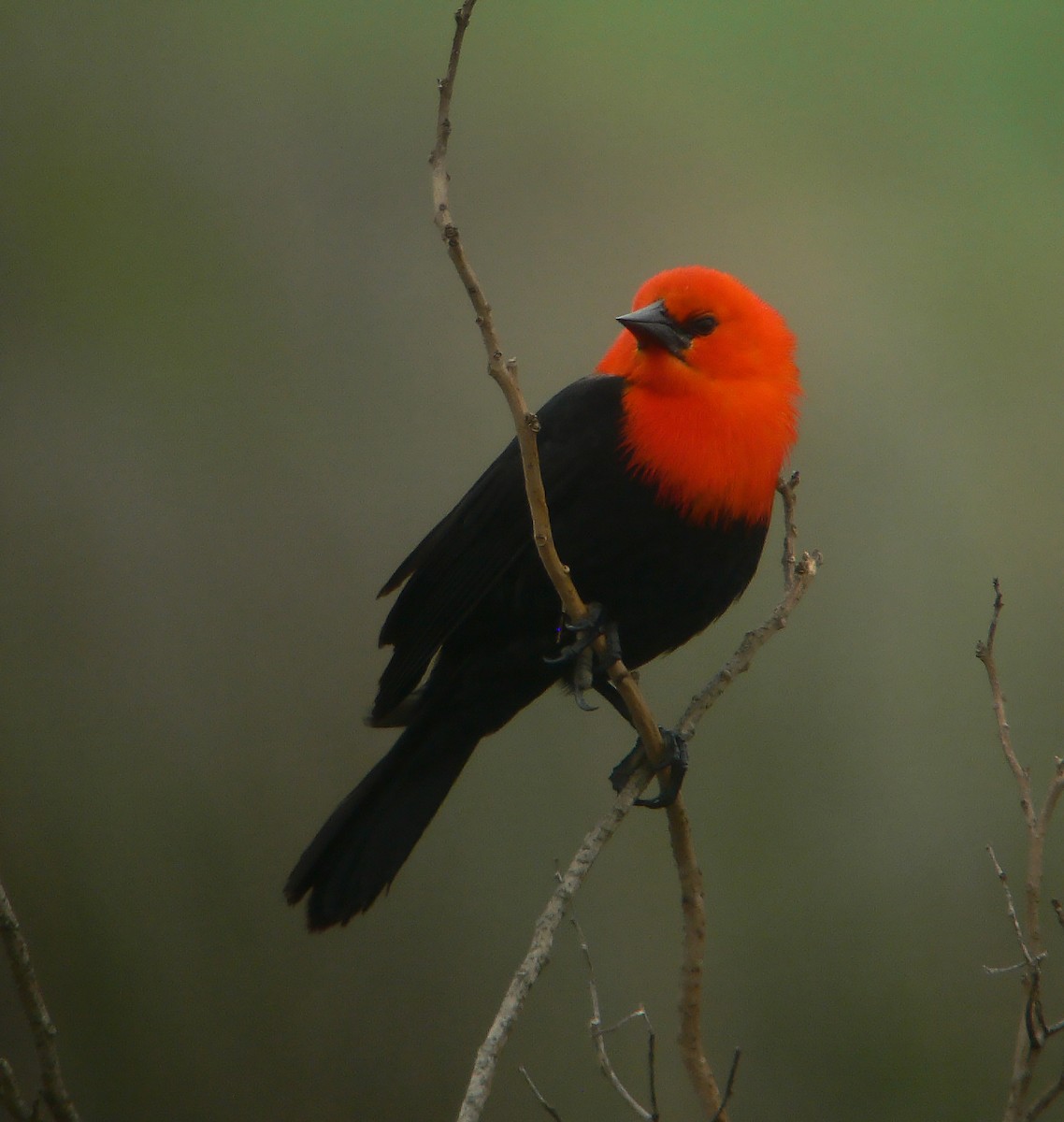 Трупіал червоноголовий - ML643885398
