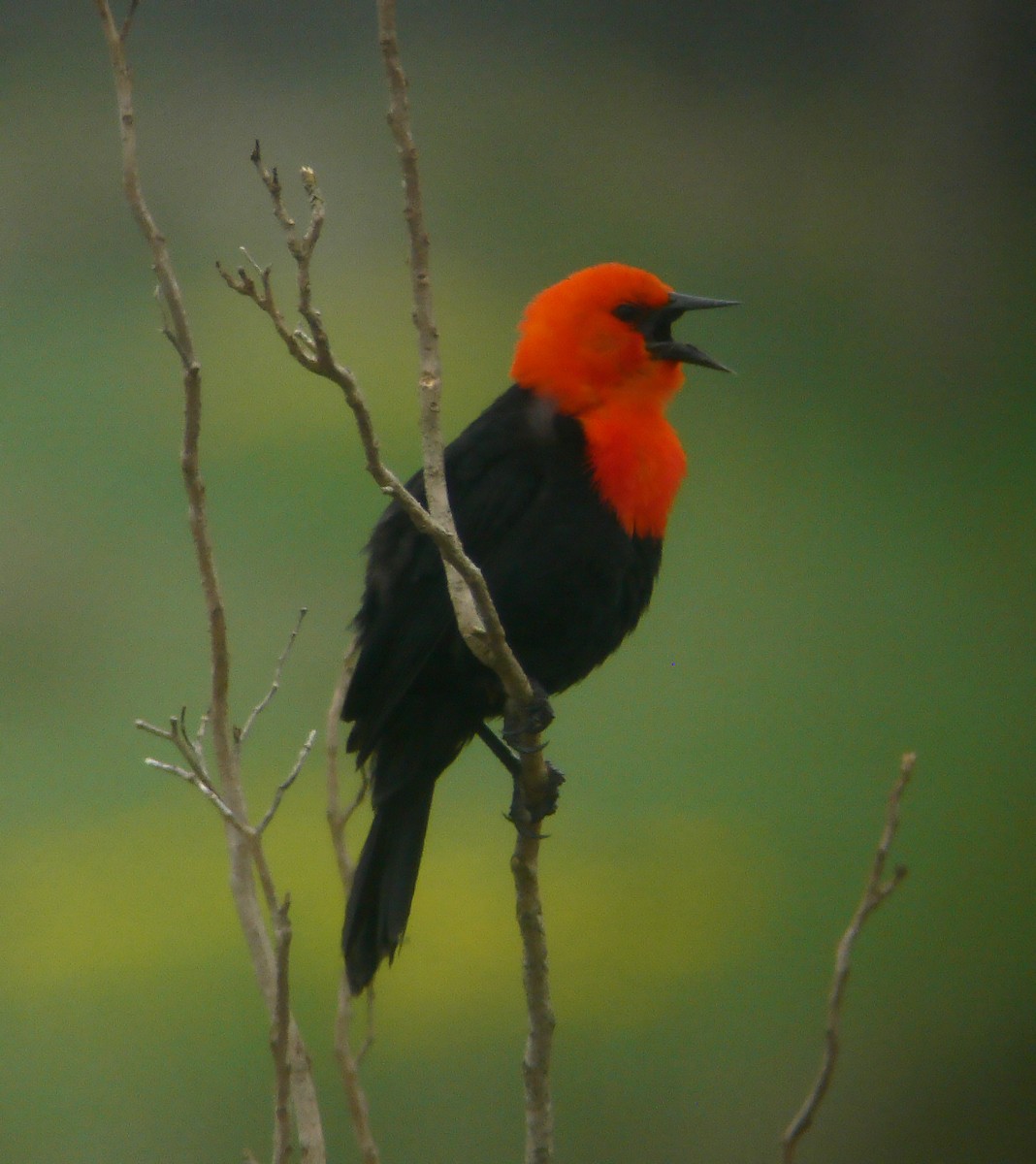 Трупіал червоноголовий - ML643885400