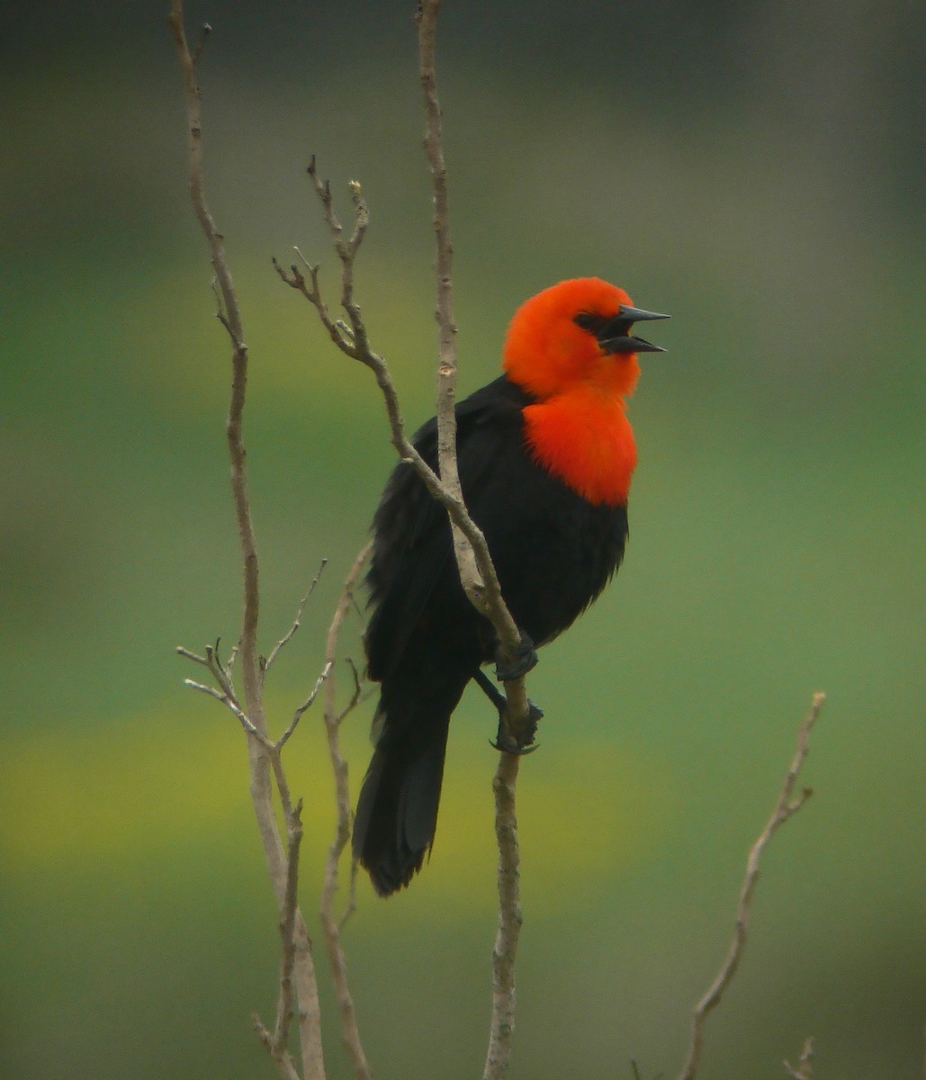 Трупіал червоноголовий - ML643885401