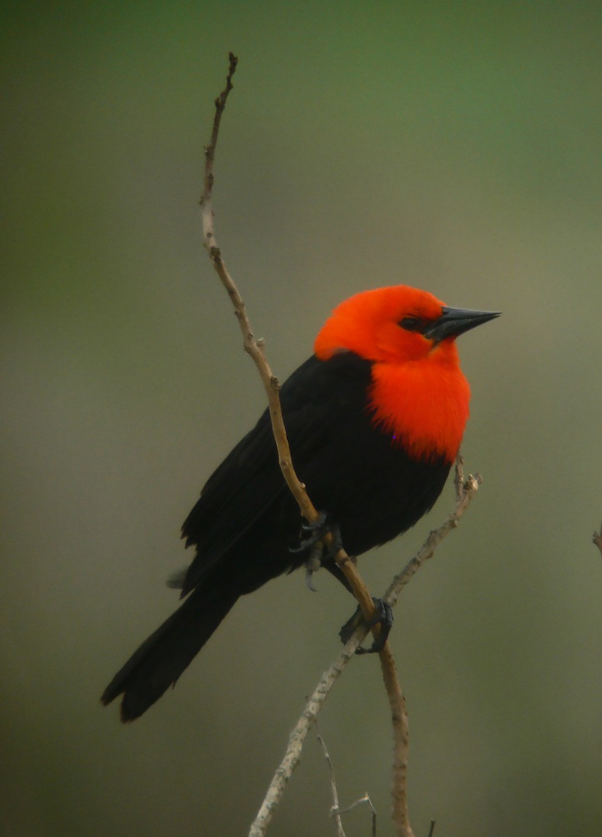 Трупіал червоноголовий - ML643885402