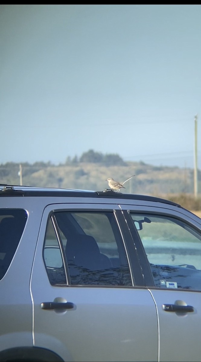 Northern Mockingbird - ML643885405