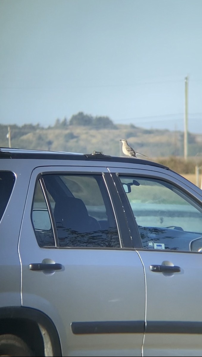 Northern Mockingbird - ML643885406