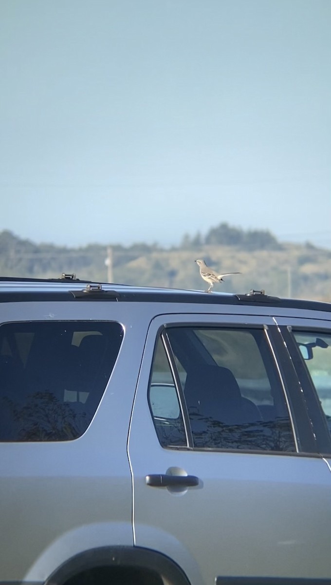 Northern Mockingbird - ML643885407