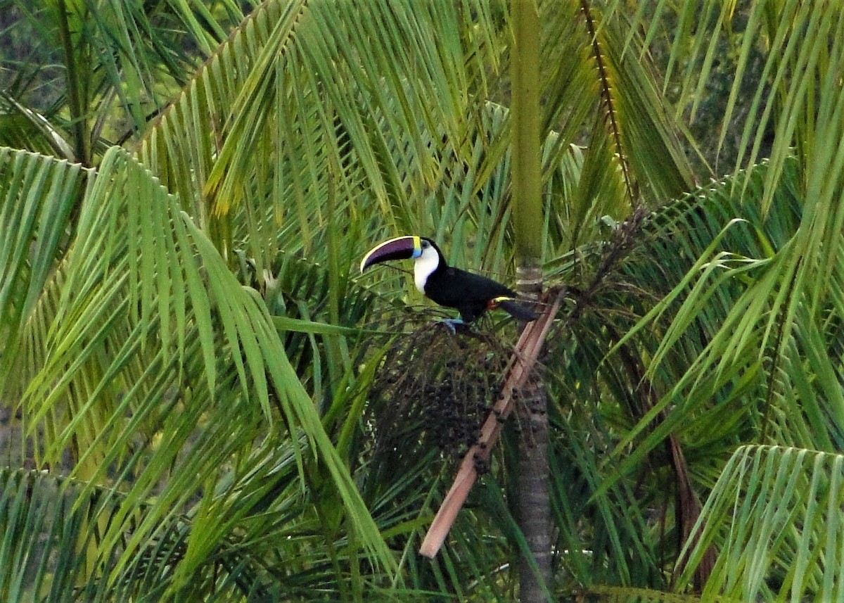 White-throated Toucan - ML64388541