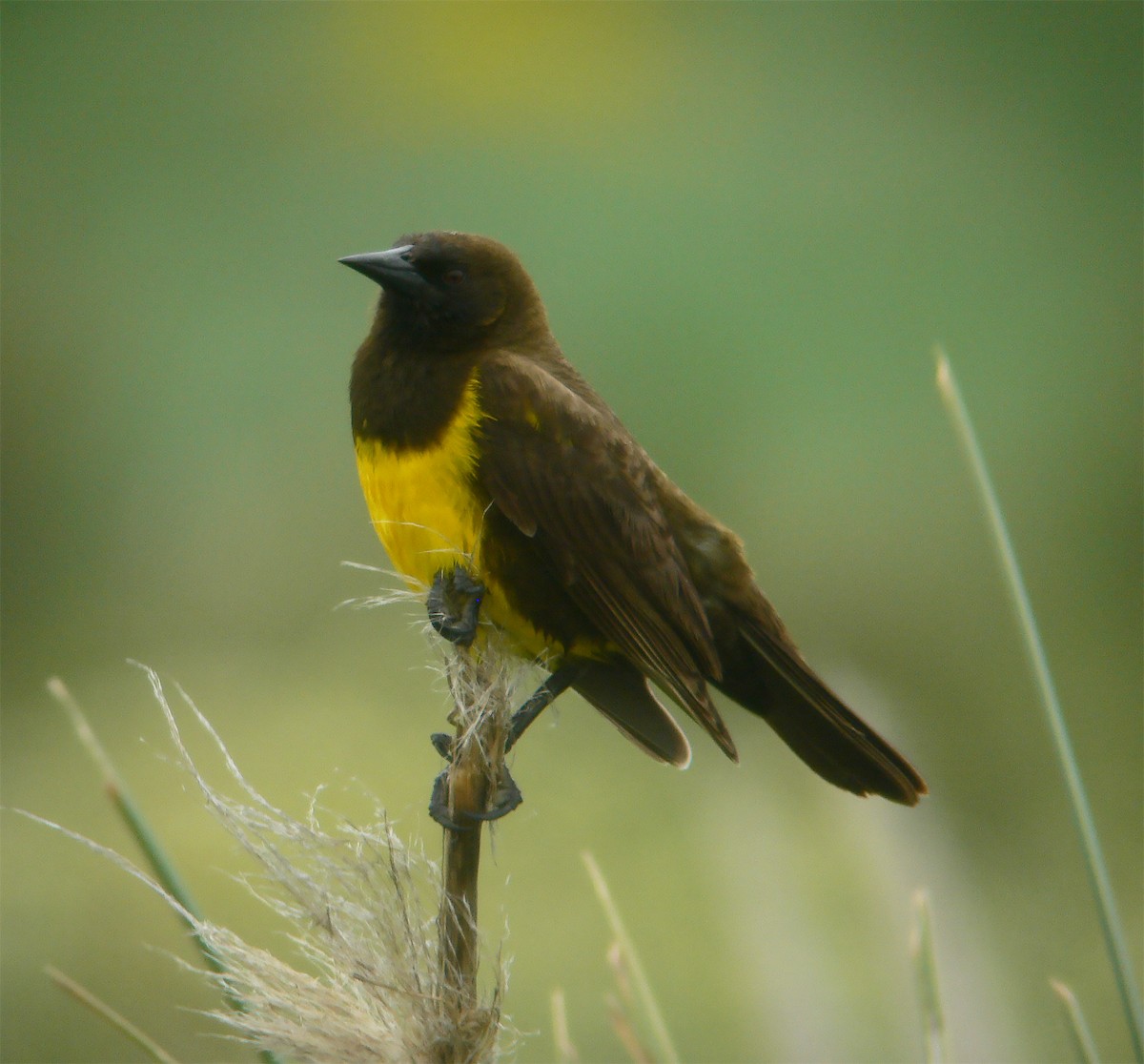 brungumptrupial - ML643885420