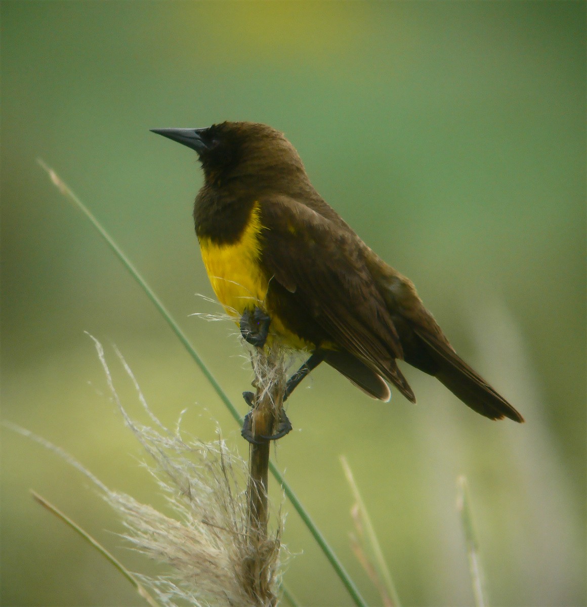 brungumptrupial - ML643885421