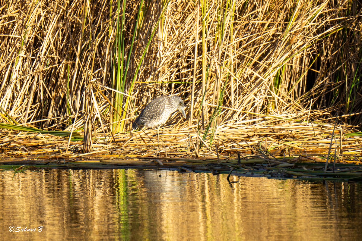 Yellow-crowned Night Heron - ML643885429