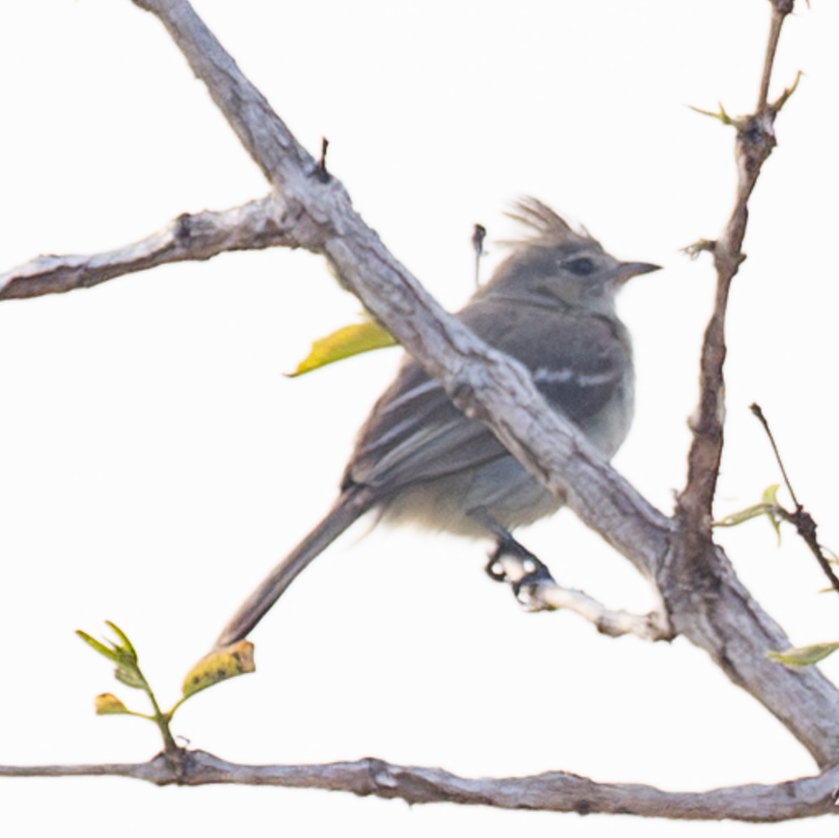 Plain-crested Elaenia - ML643885430