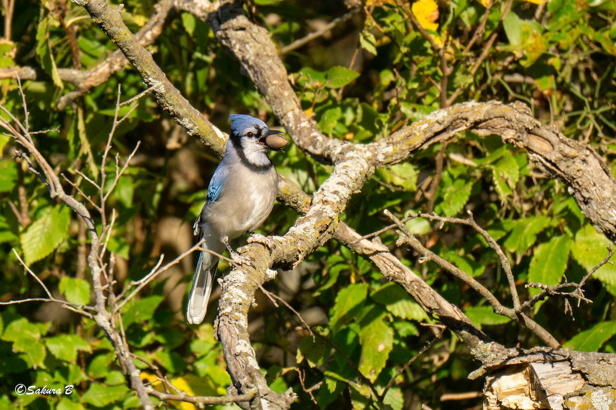 Blue Jay - ML643885432