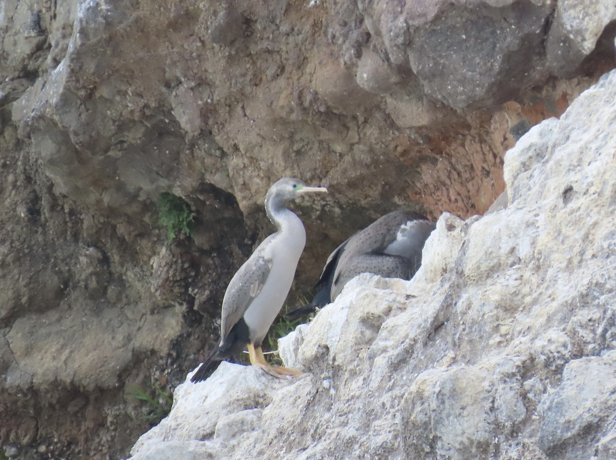 Spotted Shag - ML643885433