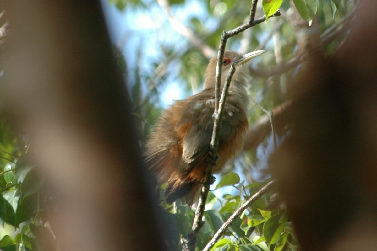 Puerto Rican Lizard-Cuckoo - ML643885448