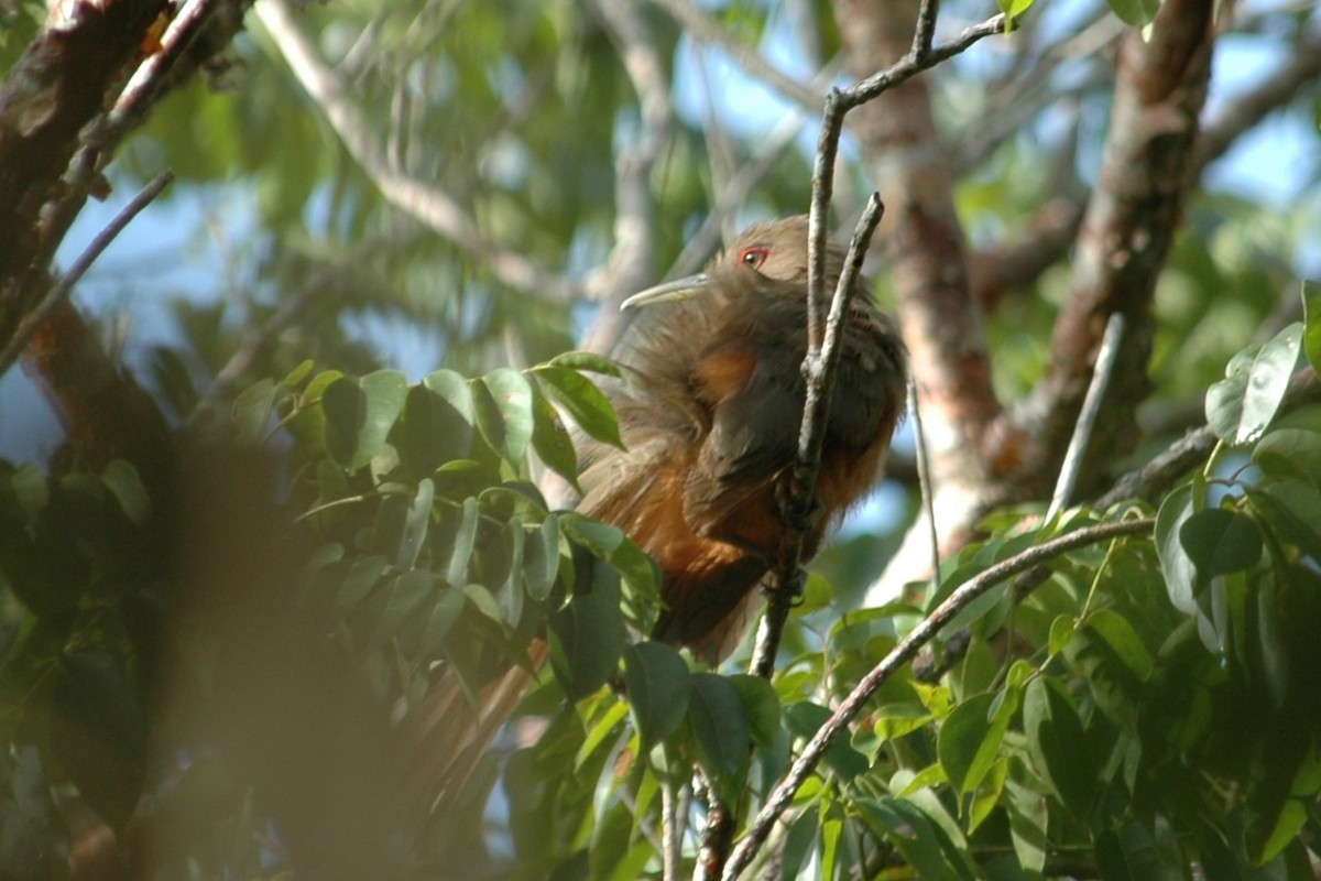 Puerto Rican Lizard-Cuckoo - ML643885449