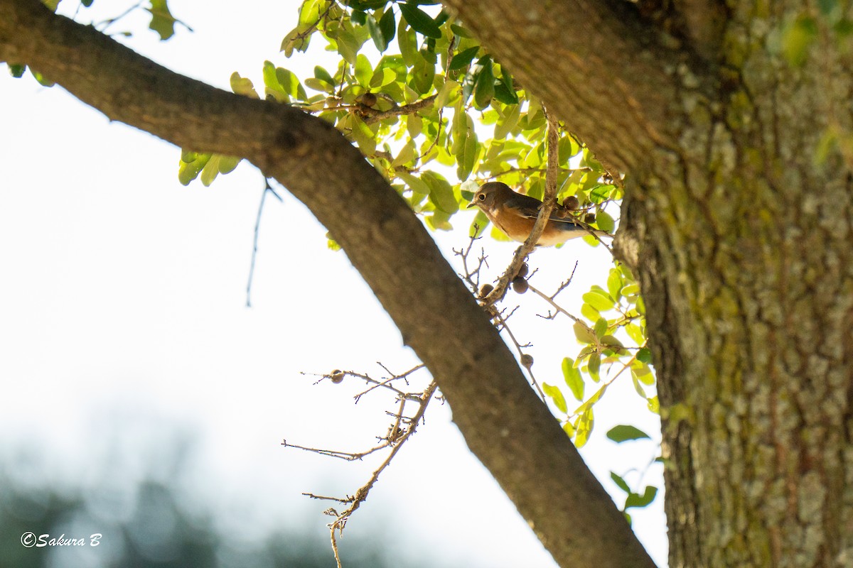 Eastern Bluebird - ML643885453