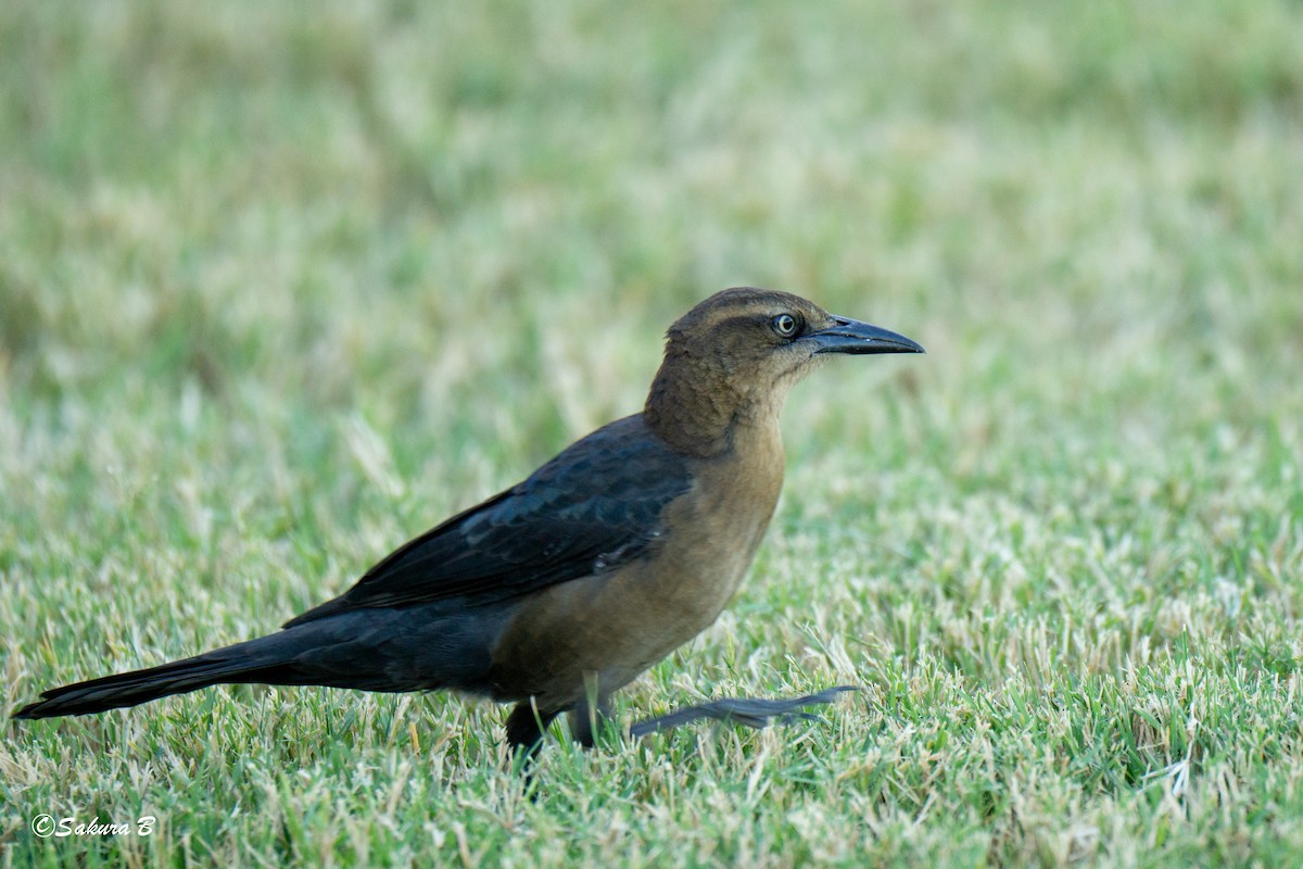 Great-tailed Grackle - ML643885470