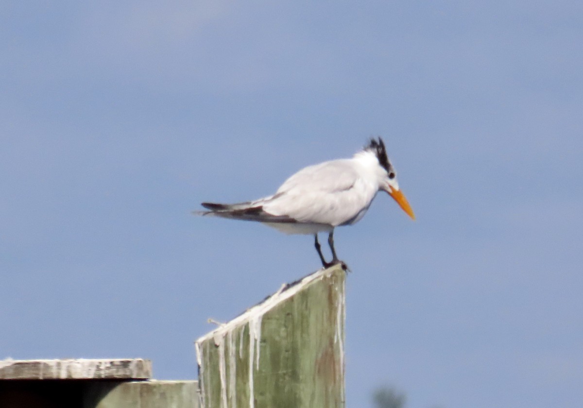 Royal Tern - ML643885472