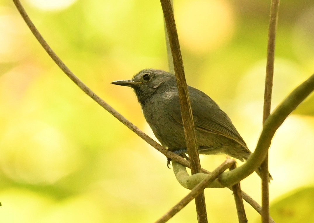 ムジヒメアリサザイ - ML643885474