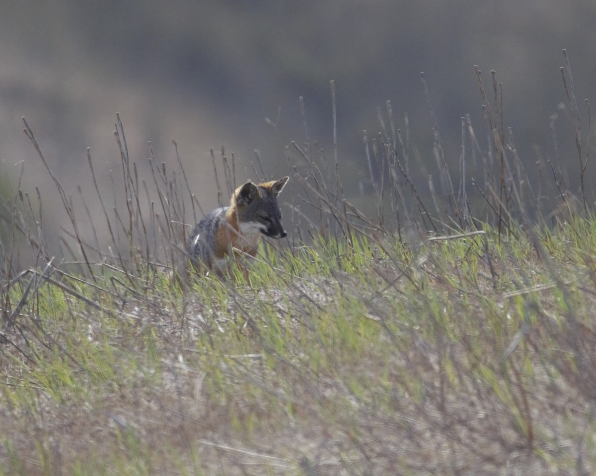 Santa Cruz Island Fox - ML643885480