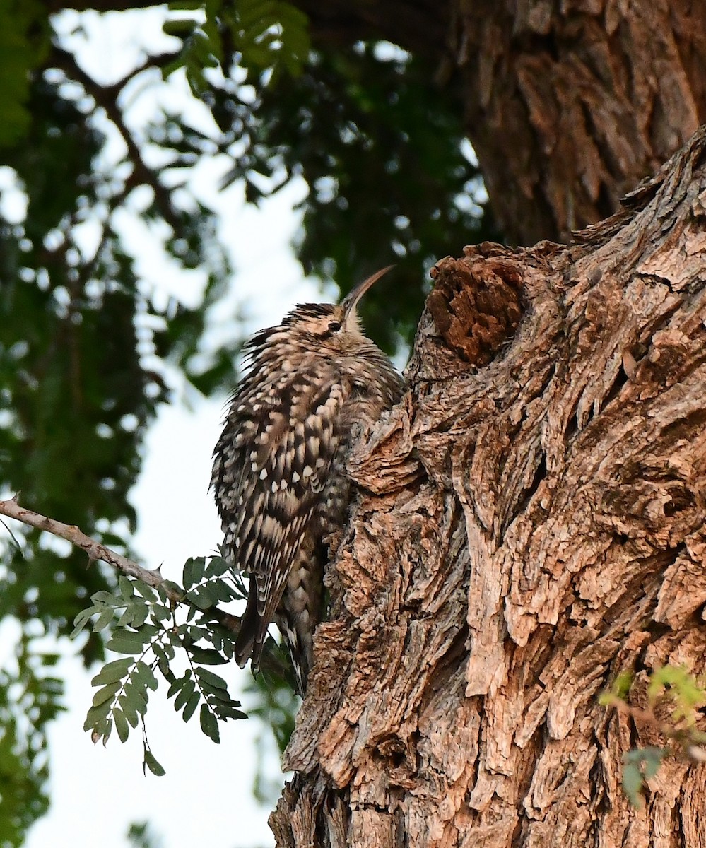 Indian Spotted Creeper - ML643885483
