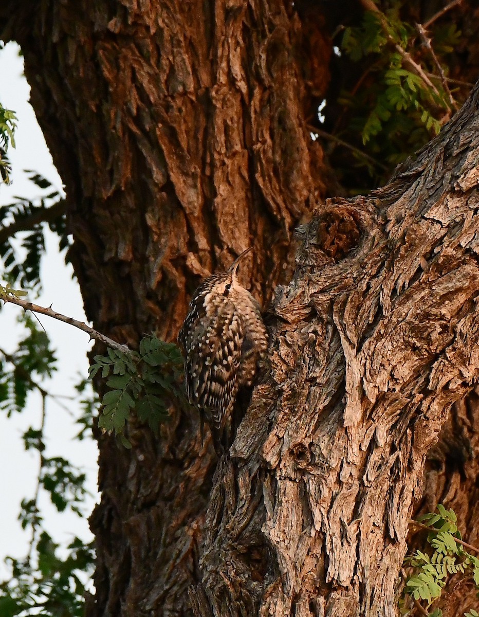 Indian Spotted Creeper - ML643885484