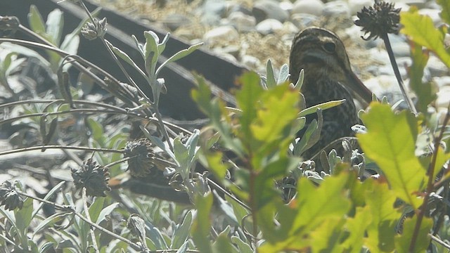 Wilson's Snipe - ML643885485