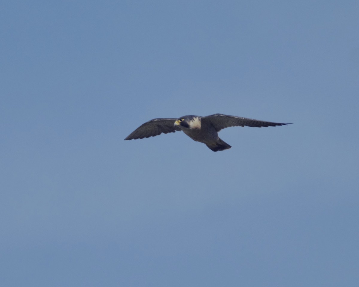 Peregrine Falcon - ML643885488