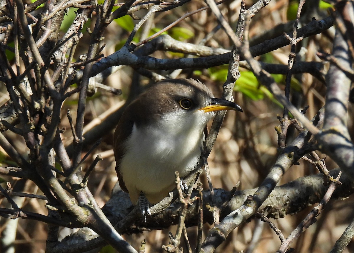 Yellow-billed Cuckoo - ML643885490