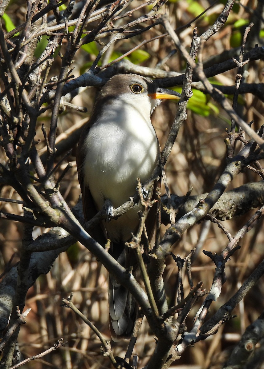 Yellow-billed Cuckoo - ML643885491