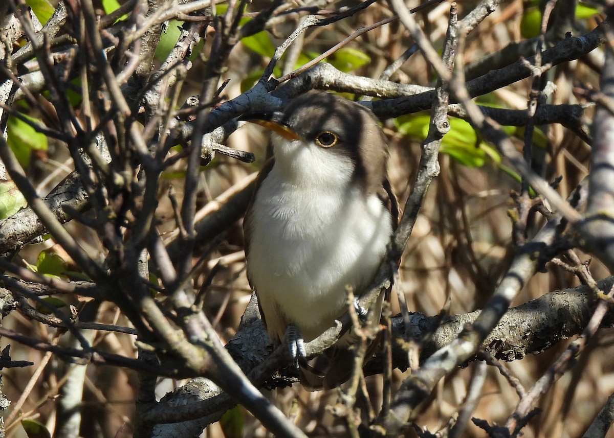 Yellow-billed Cuckoo - ML643885492