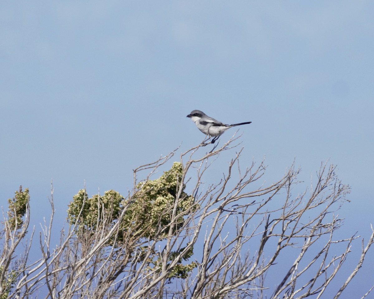 Loggerhead Shrike - ML643885500