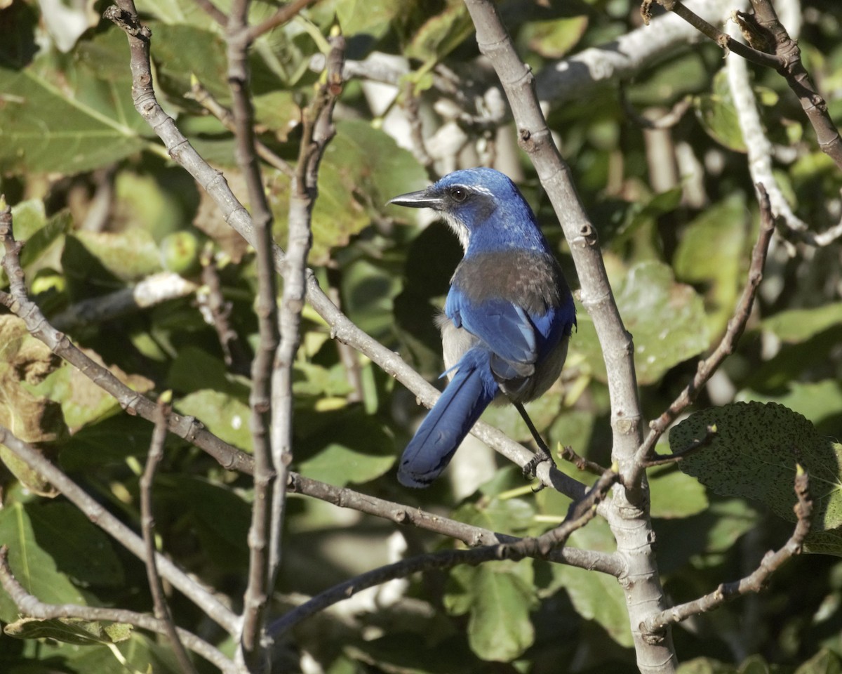 Island Scrub-Jay - ML643885509