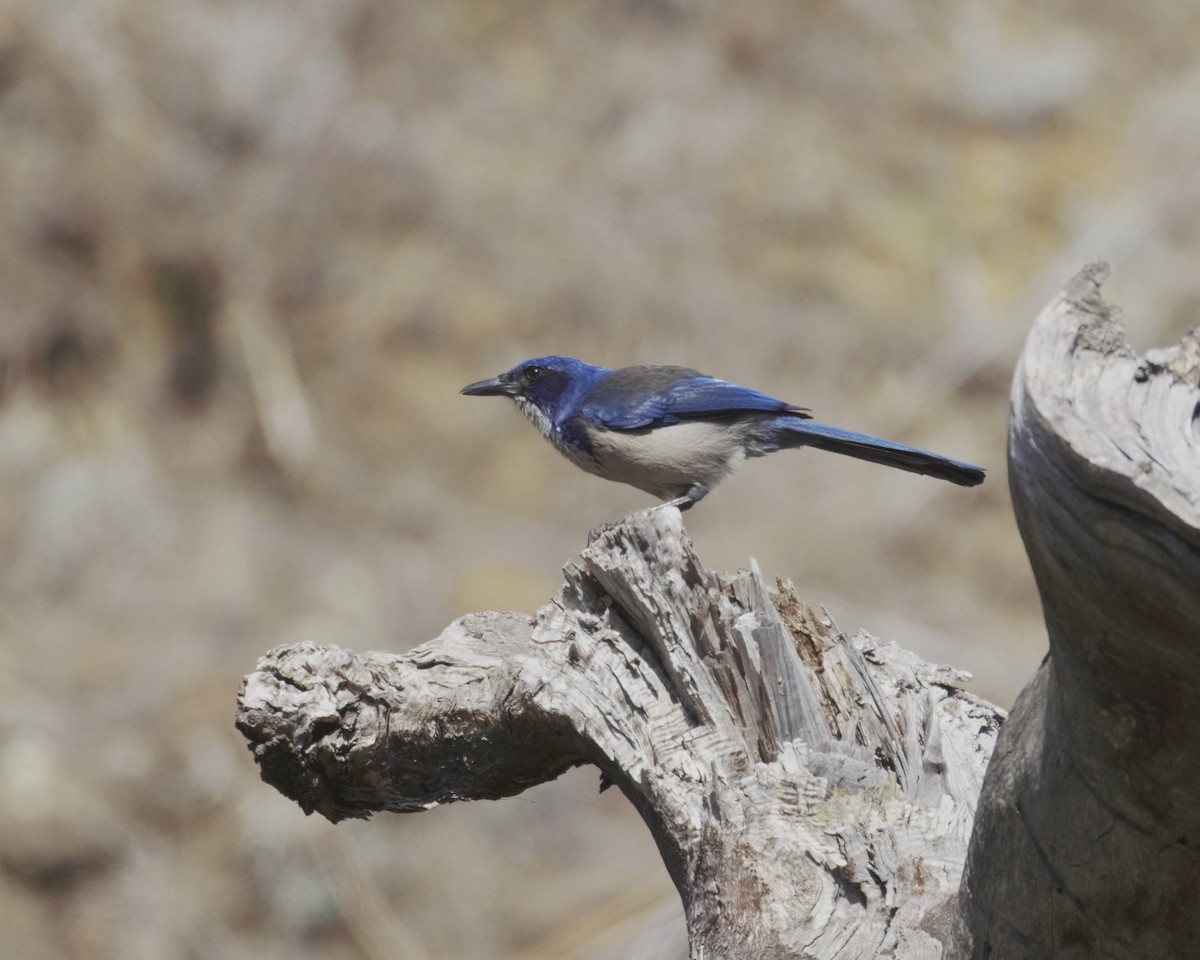 Island Scrub-Jay - ML643885510