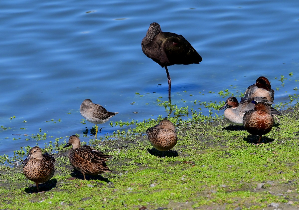 White-faced Ibis - ML643885512
