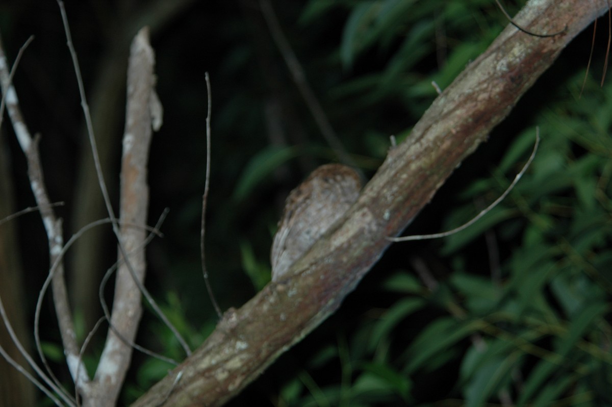 Puerto Rican Owl - ML643885514