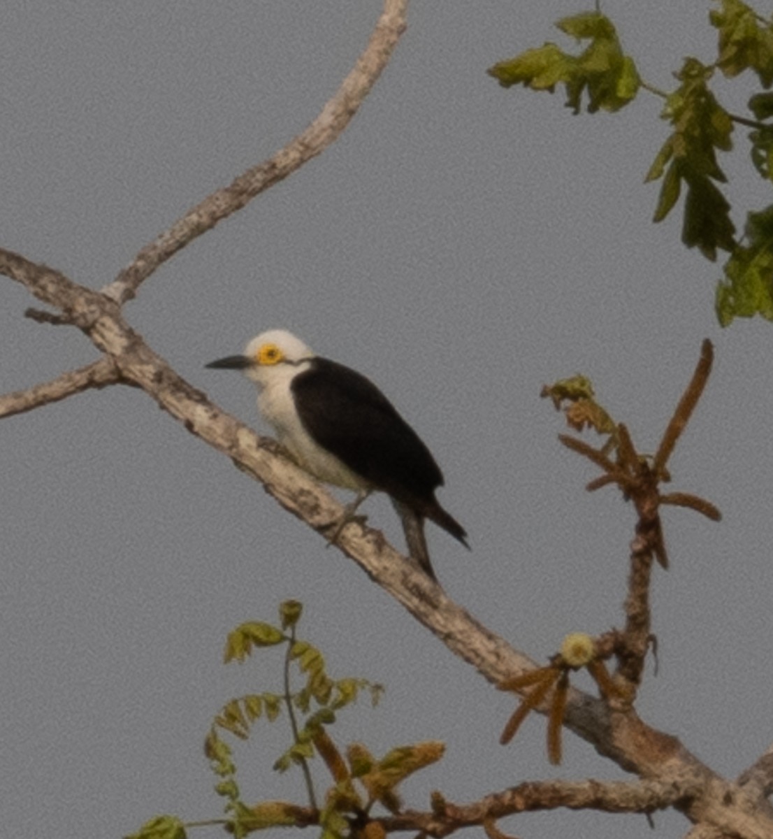 White Woodpecker - ML643885515