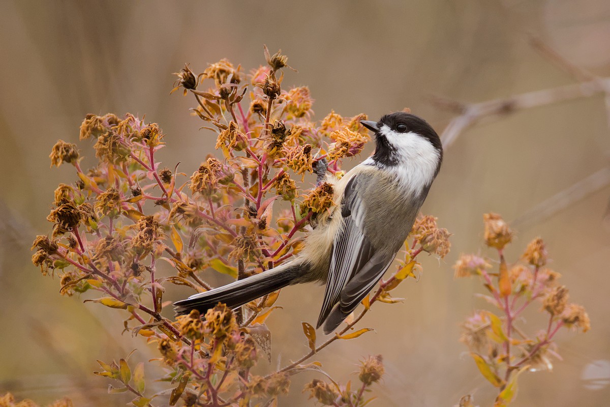Black-capped Chickadee - ML643885528